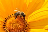 一只采蜜的蜜蜂图片-10张