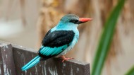 蓝胸翡翠鸟类图片-5张
