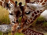 可爱动物长颈鹿精选图片
