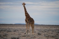 高大的长颈鹿图片-14张