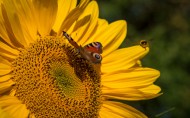 向日葵上的蜜蜂图片-15张