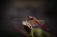 紅色蜻蜓圖片-9張