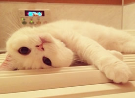 一只纯白色小猫顽皮搞怪的图片欣赏
