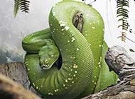 绿色传奇 鬼蛇魅影
