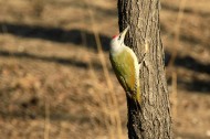 灰头绿啄木鸟图片-7张
