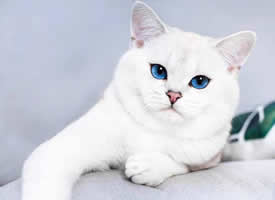 意大利的小猫，蓝色的双眸清澈透明