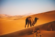 荒漠中的骆驼图片-12张