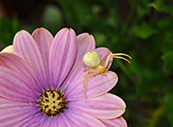 节肢昆虫植物蜘蛛特写摄影图片