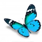 漂亮彩色的蝴蝶圖片-20張