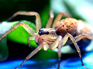 毒蜘蛛微距摄影图片