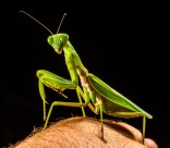 绿色霸道的螳螂图片-14张