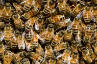 分布密集的蜜蜂图片-12张