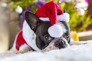 穿圣诞装的可爱小狗图片-15张