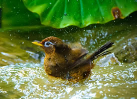 一组画眉鸟洗澡图片