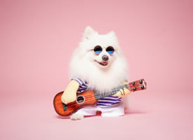 弹吉他帅气的博美狗狗