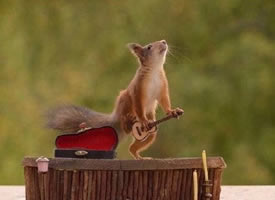 一组有趣的松鼠音乐会照片