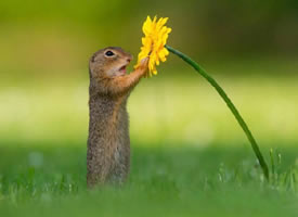 松鼠和一朵小黄花之间的联系