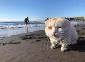 第一次去海边的猫咪，惊呆了