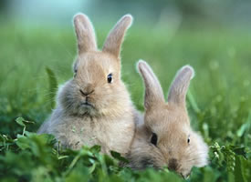萌系可爱的小兔兔摄影高清美图 ​​​​