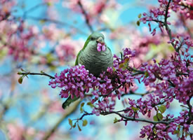 春天的小鸟图片