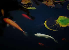 一组悠哉游哉的锦鲤图片