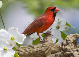 漂亮的红衣主教鸟