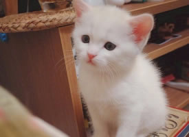 一组可爱软萌的小奶猫图片