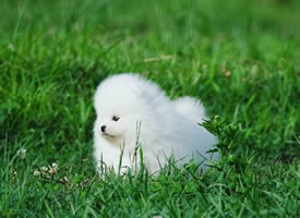 草地上超可爱的博美狗狗