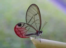 一组有着隐形的翅膀的蝴蝶图片