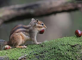 爱吃板栗的可爱小松鼠图片