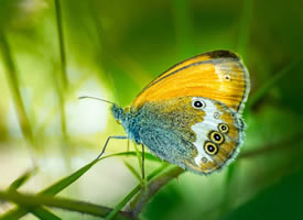 蝴蝶与花卉的微距摄影