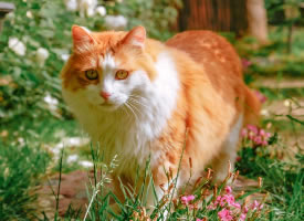 鮮花下的胖胖橘貓圖片