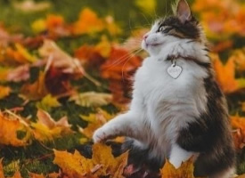 一组落叶下的猫咪图片