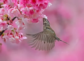 新春花丛中的小鸟图片