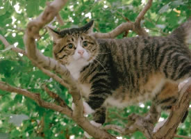 喜欢爬树的猫咪图片