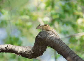 在树枝上蹦蹦跳跳的小松鼠图片欣赏