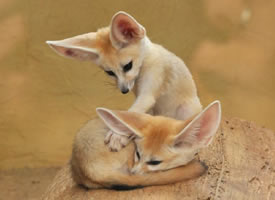 于达姆施塔特动物园拍摄的(耳郭)狐