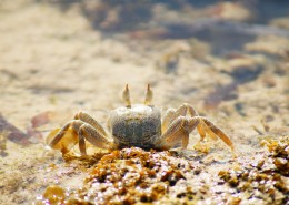 沙滩上的螃蟹图片-9张