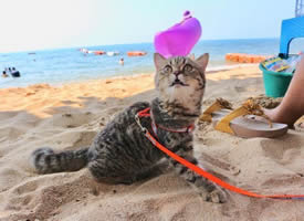 在海边玩耍的猫咪，超开心