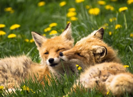 一组可爱的小狐狸高清图片