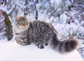 雪地里的西伯利亚猫