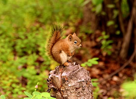 红褐色的小松鼠图片欣赏
