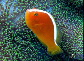 印度洋銀線小丑魚圖片