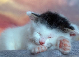睡梦中的小猫图片