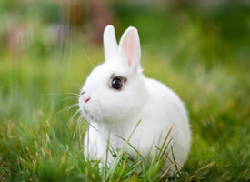 可爱呆萌的兔子摄影高清美图 ​​​​
