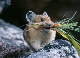 一组可爱的仓鼠吃东西图片欣赏