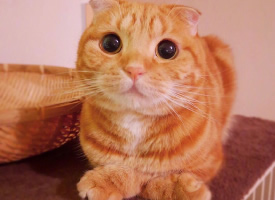 一组调皮可爱的橘猫图片
