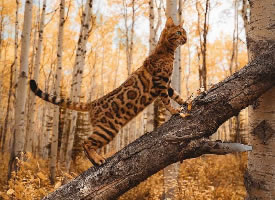 一组霸气威风的孟加拉豹猫图片