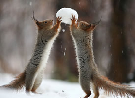 冬天里玩的很开心的两只松鼠