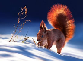 雪地里的红松鼠图片